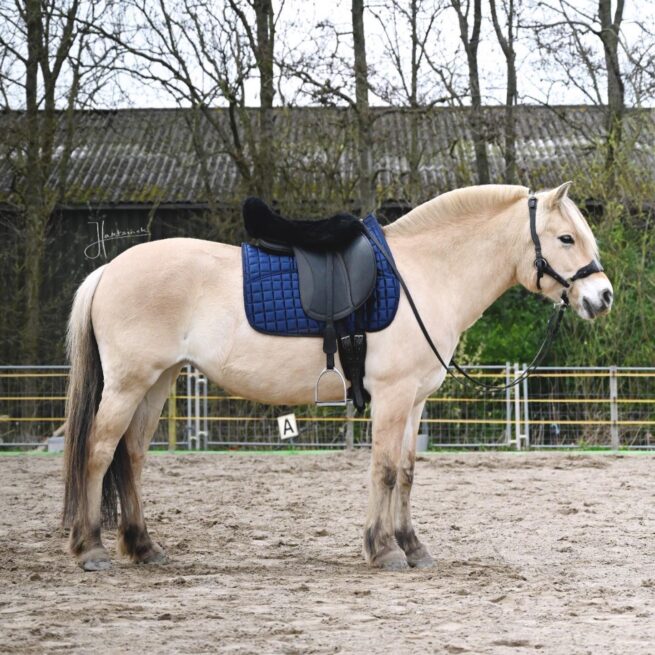 EDIX Merino bont zadelbeschermer voor Engelse cantle zadels - Afbeelding 7