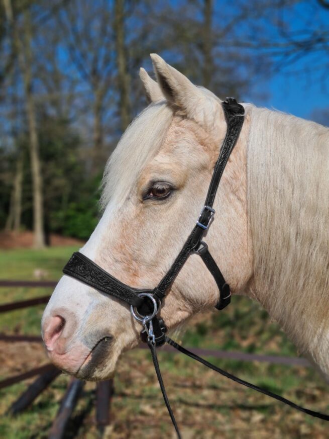 EDIX ED2, sidepull bridle of the Rose collection - Image 3