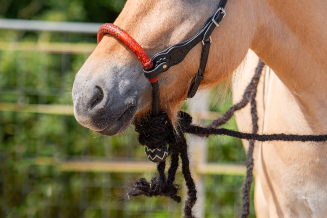 EDIX Chara ongelooid leer bosal