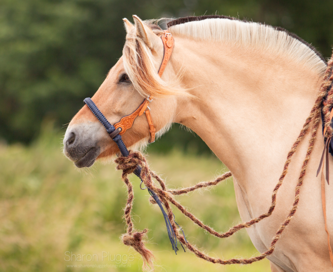 EDIX ED3, western bridle of the Rose collection