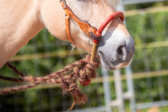 EDIX Chara ongelooid leer bosal