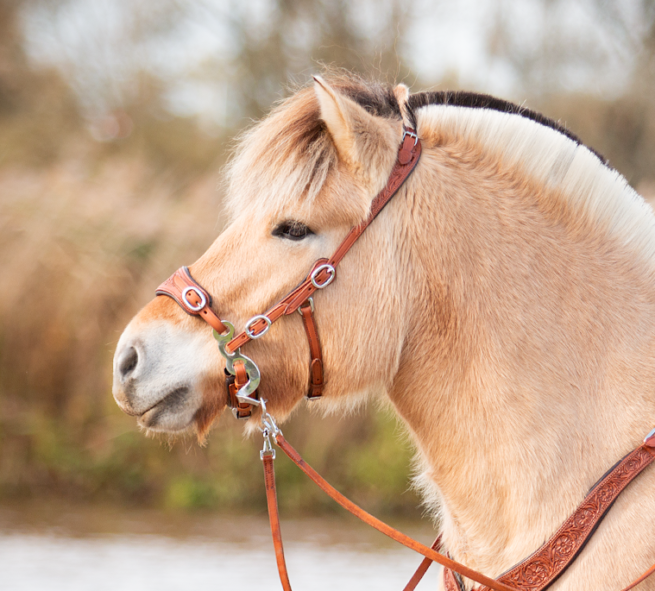 EDIX ED4, Hackamore uit de Rose collectie